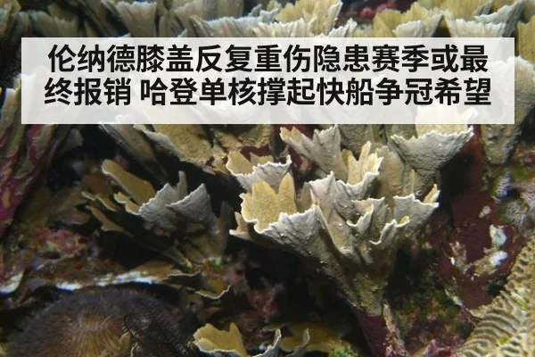 伦纳德膝盖反复重伤隐患赛季或最终报销 哈登单核撑起快船争冠希望